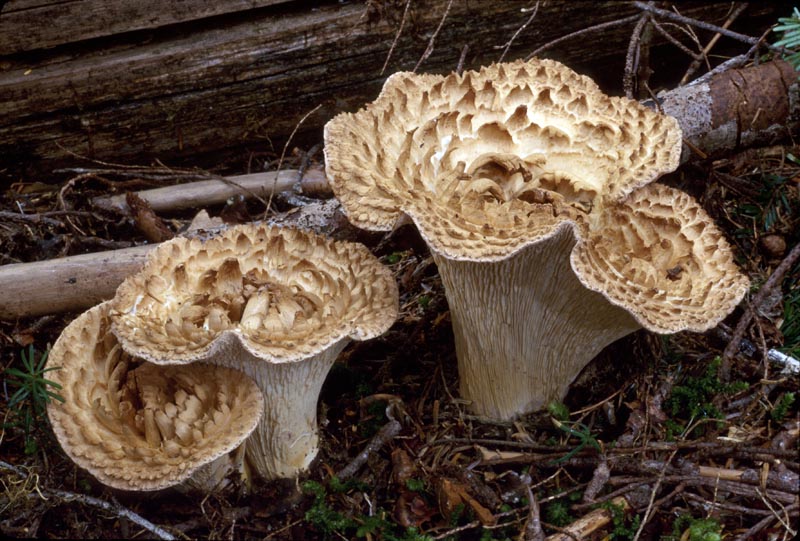 Gomphus kauffmanii